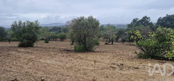Terreno para Venda em São Brás de Alportel