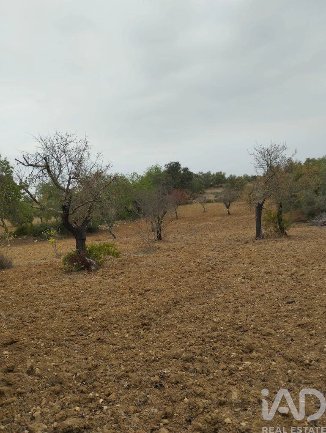 Terreno para Venda em São Brás de Alportel Foto 1