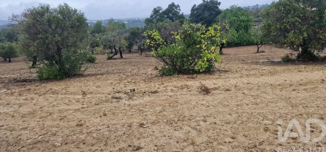 Terreno para Venda em São Brás de Alportel Foto 3