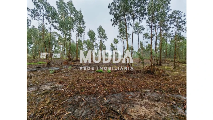 Terreno para Venda em Glória e Vera Cruz Foto 3