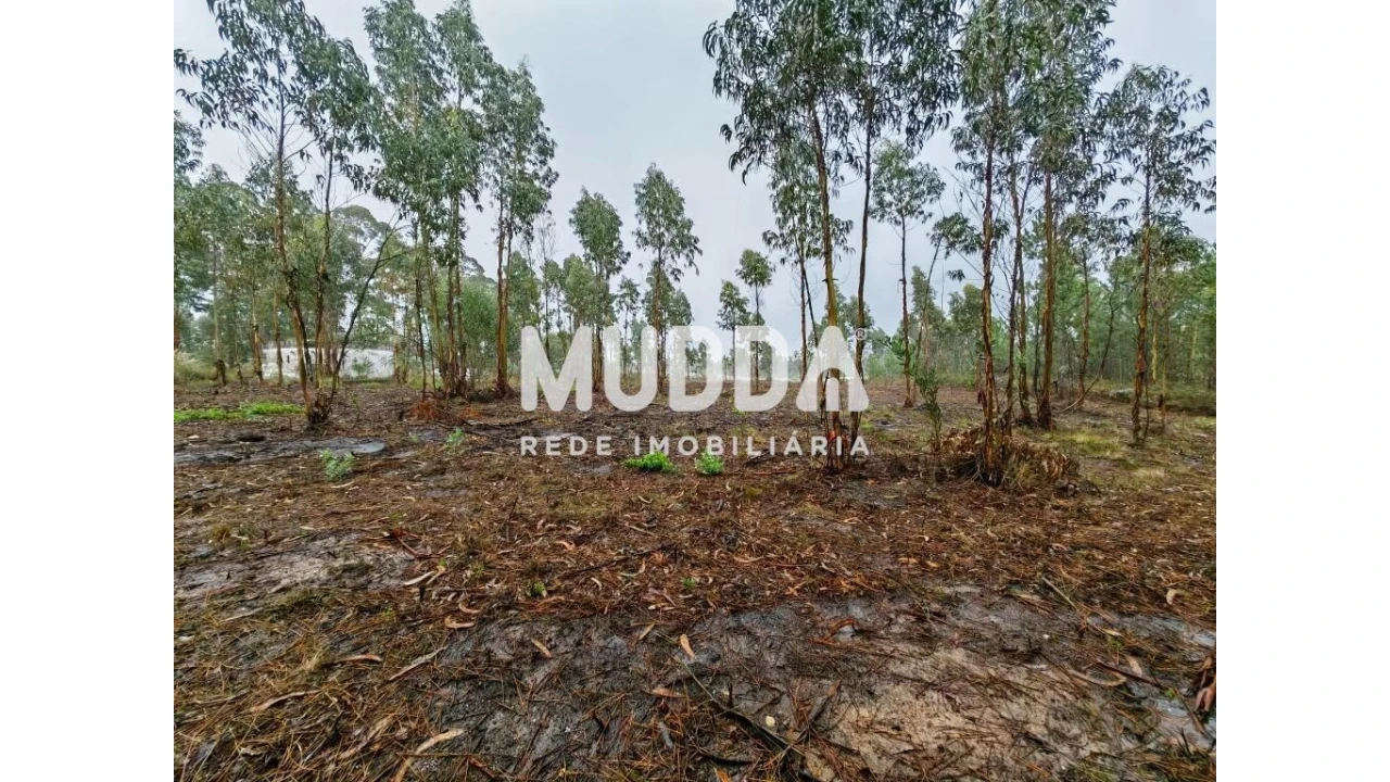 Terreno para Venda em Glória e Vera Cruz Foto 3