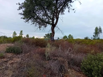 Terreno para Venda em Quinta do Anjo