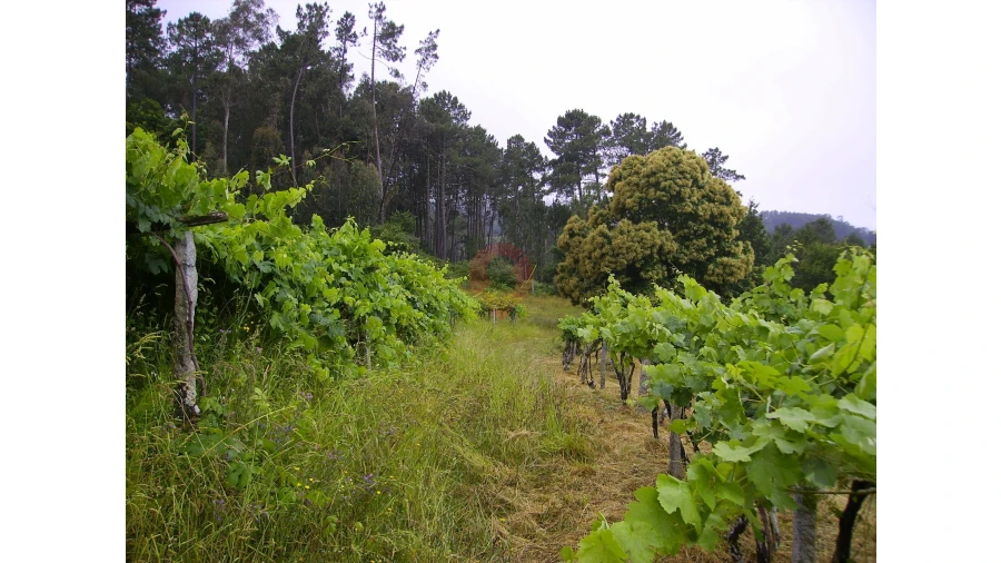 Moradia T0 para Venda em São Paio Foto 6