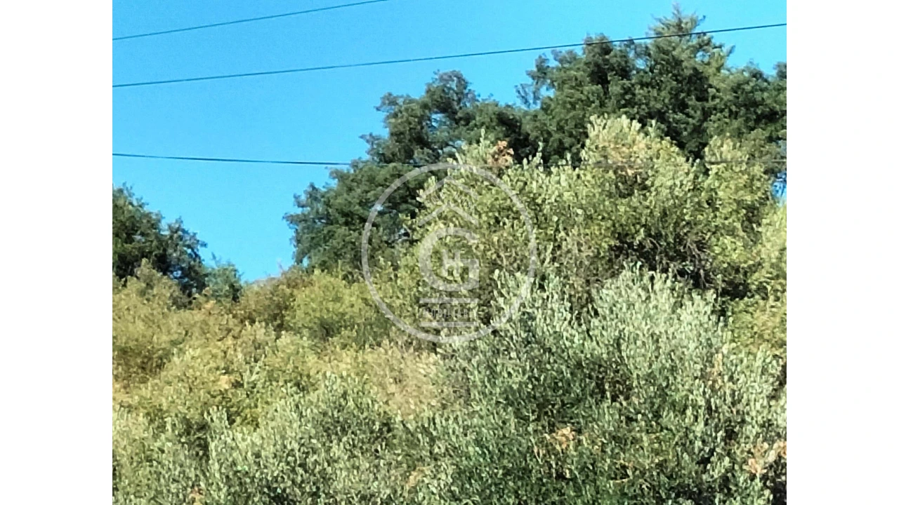 Moradia T2 para Venda em Chamusca e Pinheiro Grande Foto 5