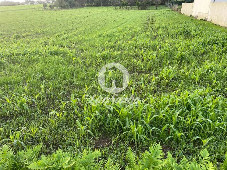 Terreno para Venda em Balazar Foto 4