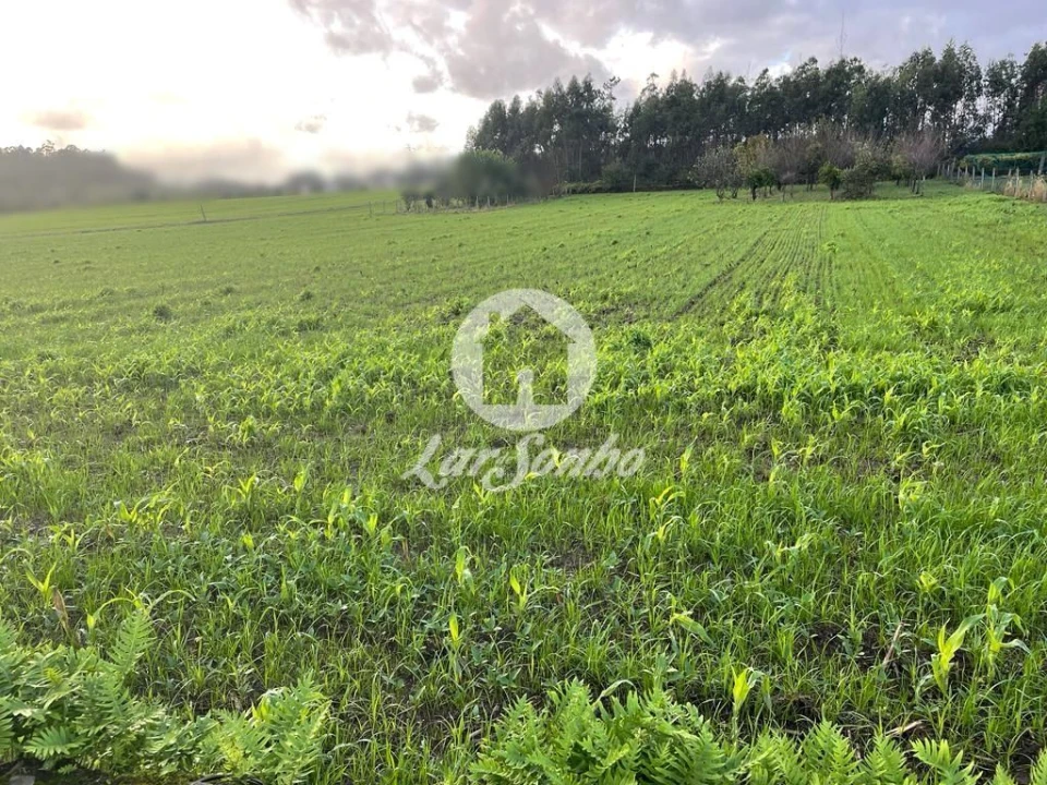 Terreno para Venda em Balazar Foto 5