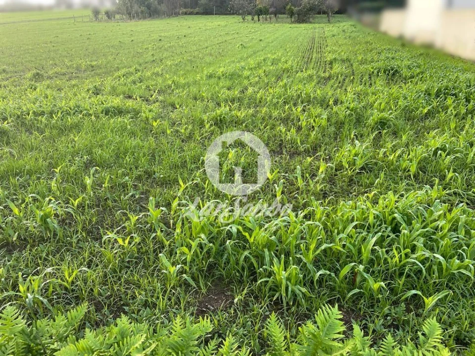 Terreno para Venda em Balazar Foto 6