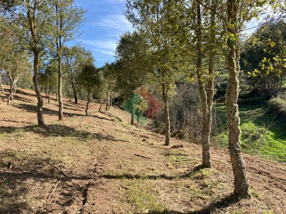 Terreno Agricola ou Rústico para Venda em São Salvador da Aramenha Foto 8