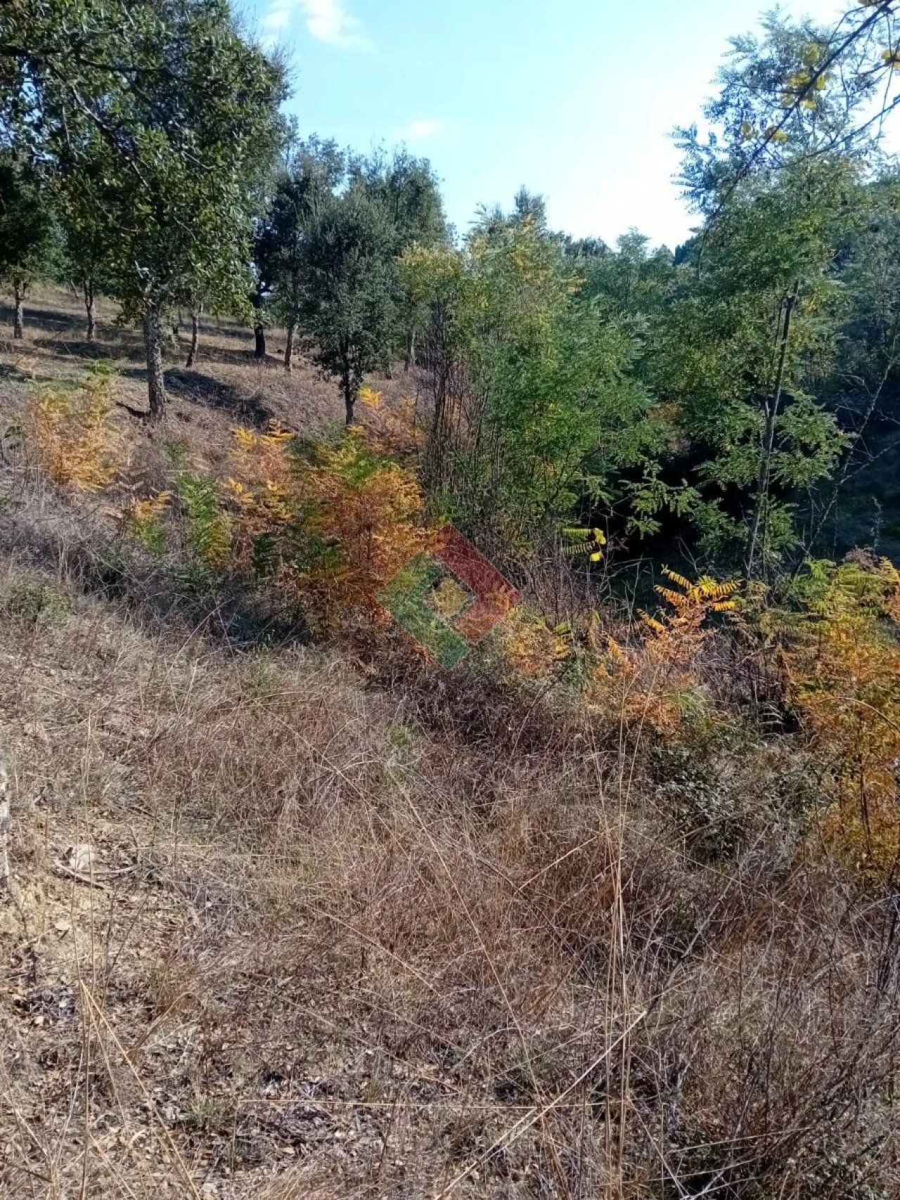 Terreno Agricola ou Rústico para Venda em São Salvador da Aramenha Foto 13