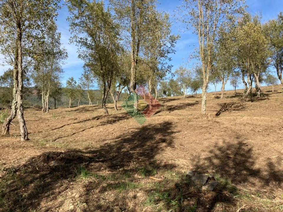 Terreno Agricola ou Rústico para Venda em São Salvador da Aramenha Foto 21
