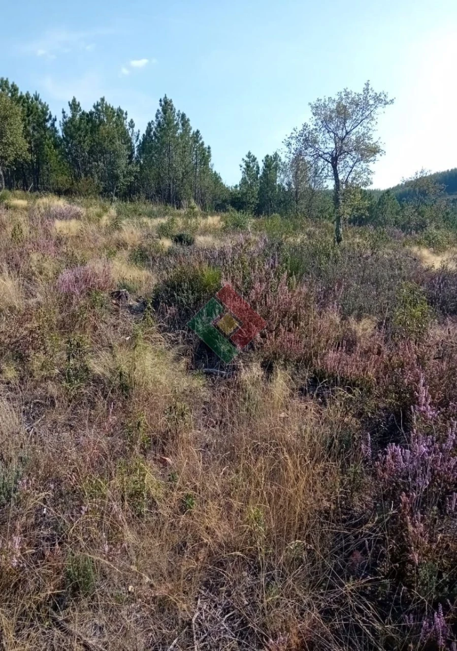 Terreno Agricola ou Rústico para Venda em São Salvador da Aramenha Foto 11