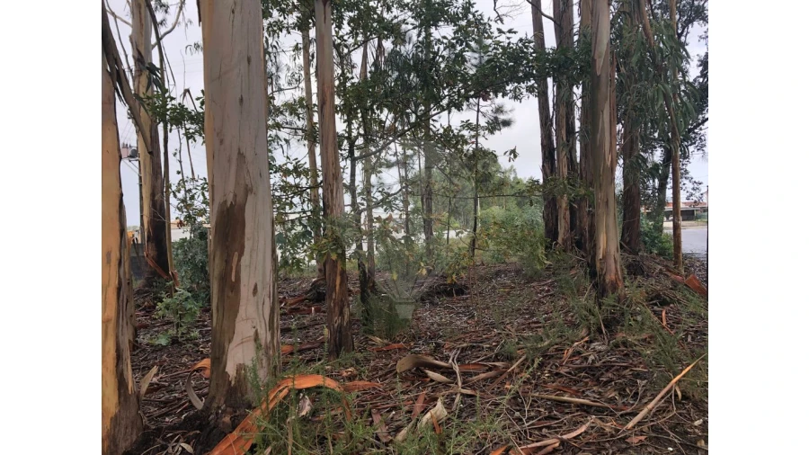 Terreno para Venda em São Miguel do Souto e Mosteirô Foto 7