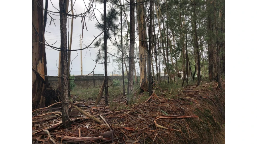 Terreno para Venda em São Miguel do Souto e Mosteirô Foto 8