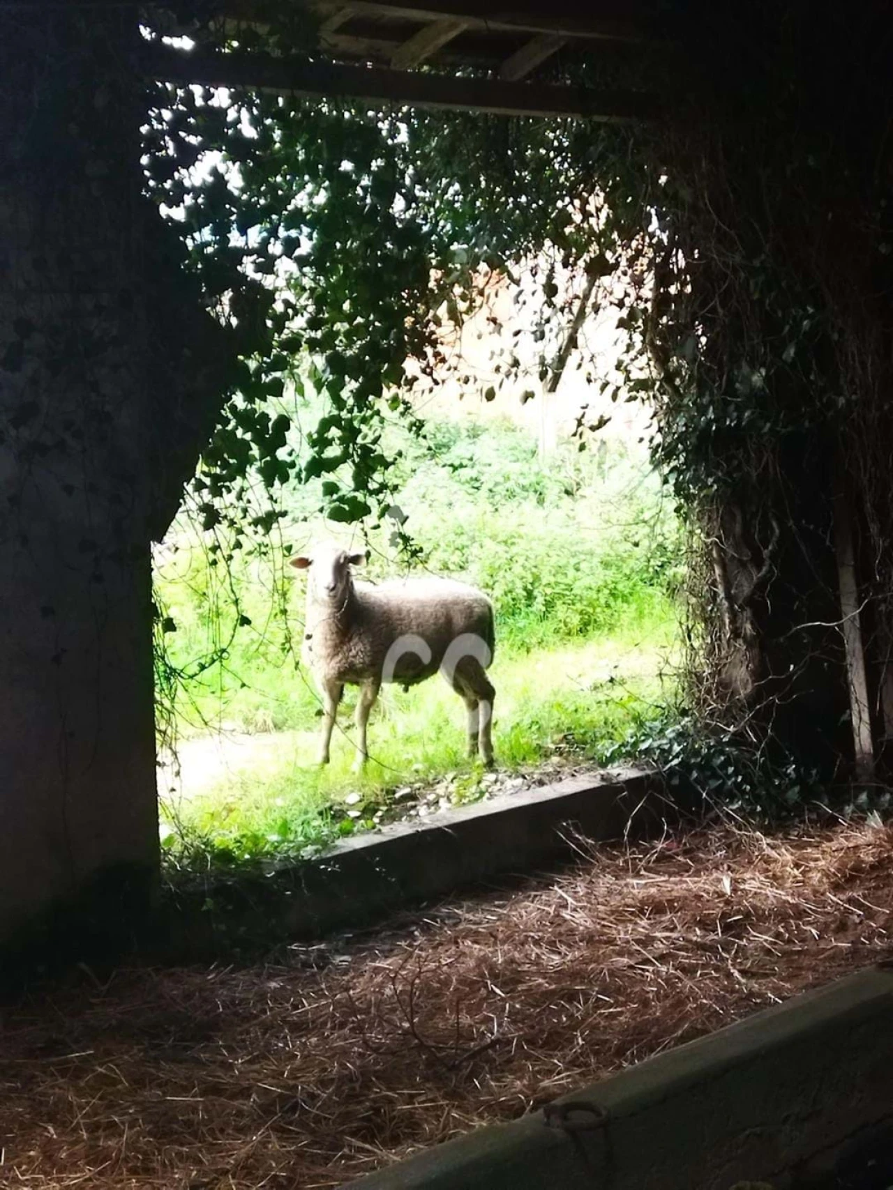 Quinta T5 para Venda em Monte Real e Carvide Foto 3