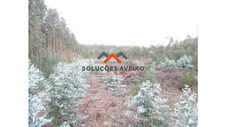 Terreno para Venda em Alquerubim Foto 5