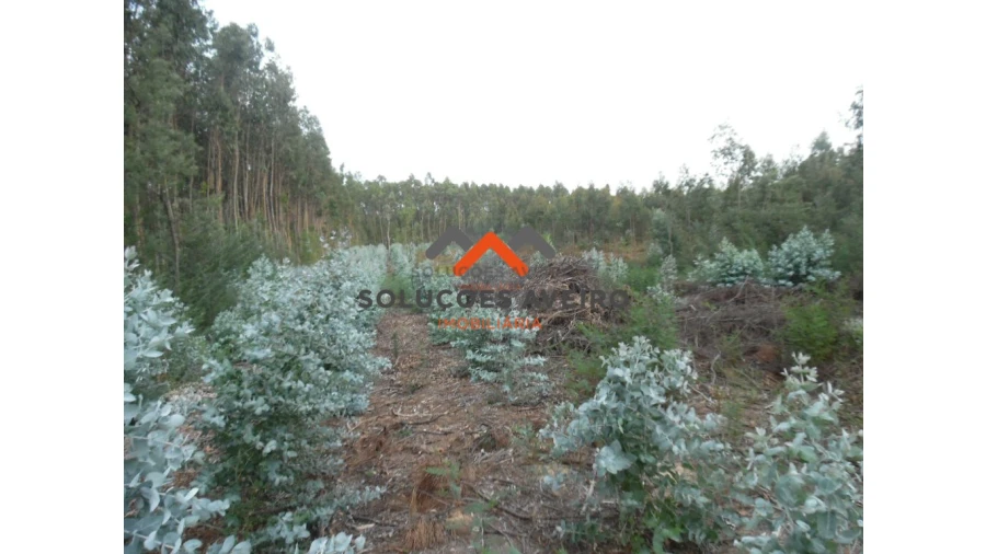 Terreno para Venda em Alquerubim Foto 6