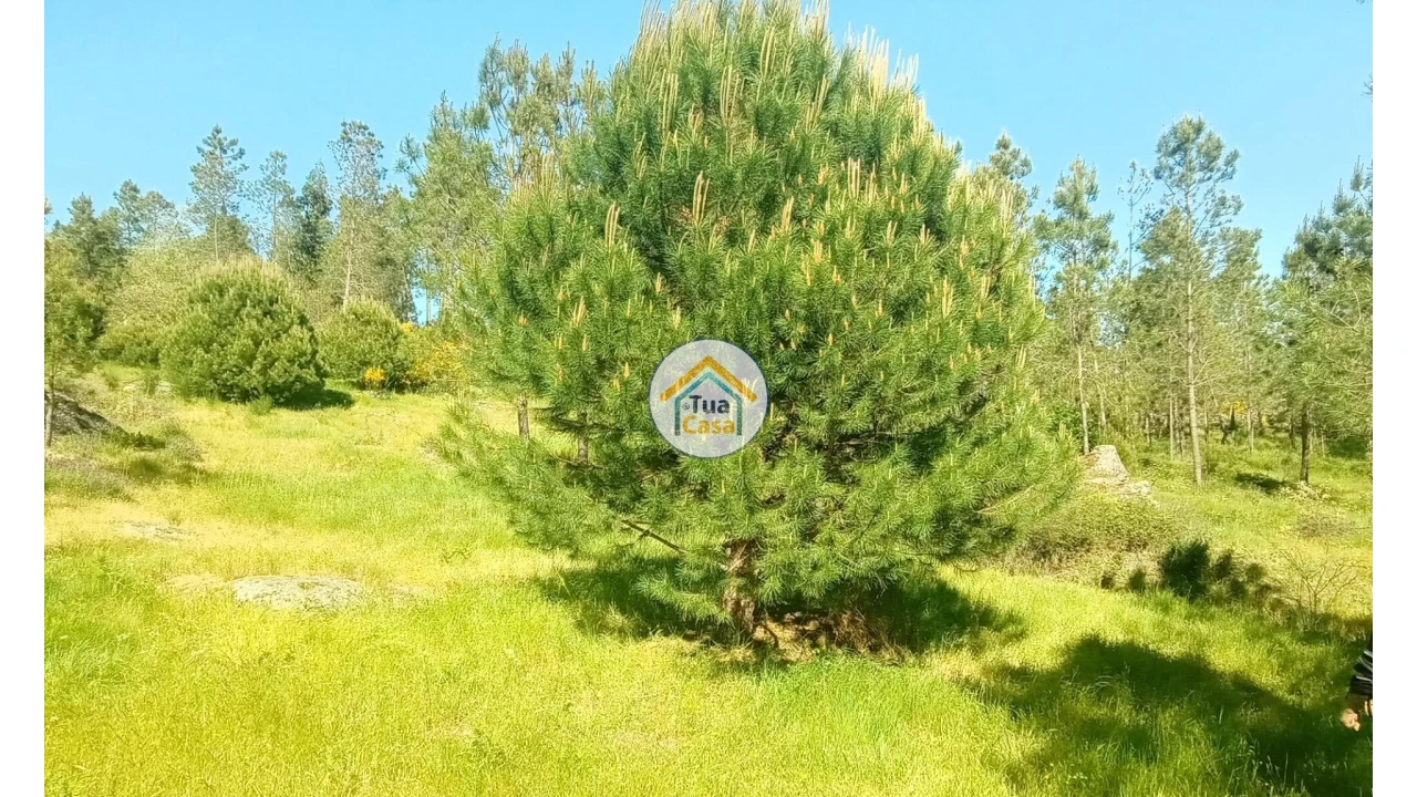 Terreno para Venda em Tavares (Chãs, Várzea e Travanca) Foto 29