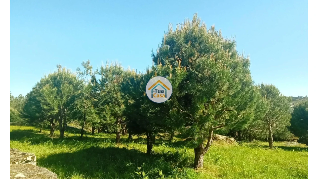 Terreno para Venda em Tavares (Chãs, Várzea e Travanca) Foto 35