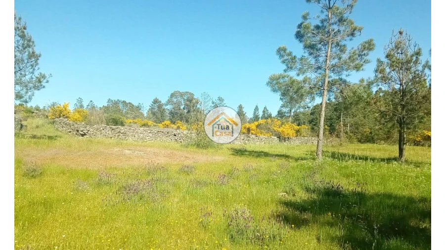 Terreno para Venda em Tavares (Chãs, Várzea e Travanca) Foto 18
