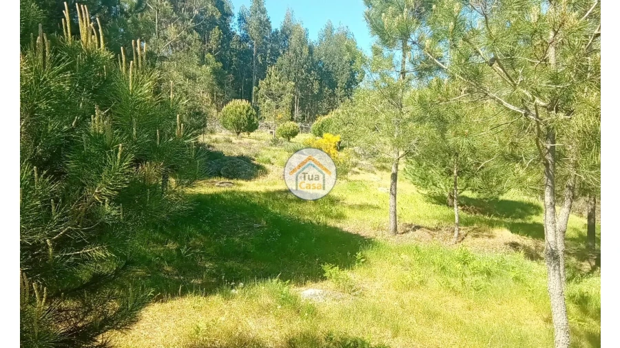 Terreno para Venda em Tavares (Chãs, Várzea e Travanca) Foto 31