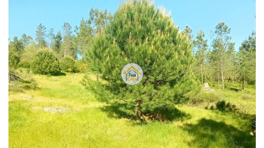 Terreno para Venda em Tavares (Chãs, Várzea e Travanca) Foto 29