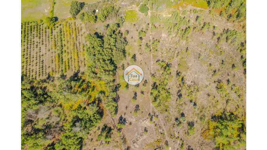 Terreno para Venda em Tavares (Chãs, Várzea e Travanca) Foto 5