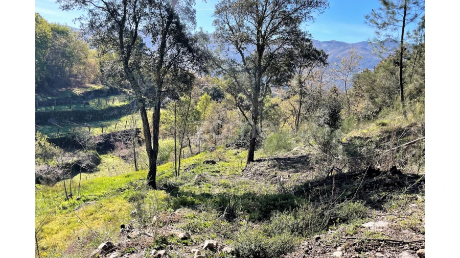 Terreno para Venda em São Jorge e Ermelo Foto 11