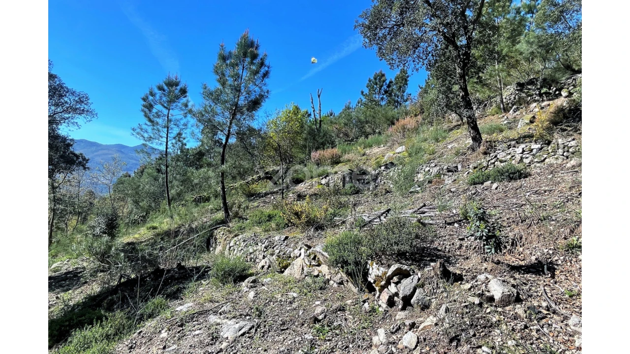 Terreno para Venda em São Jorge e Ermelo Foto 10