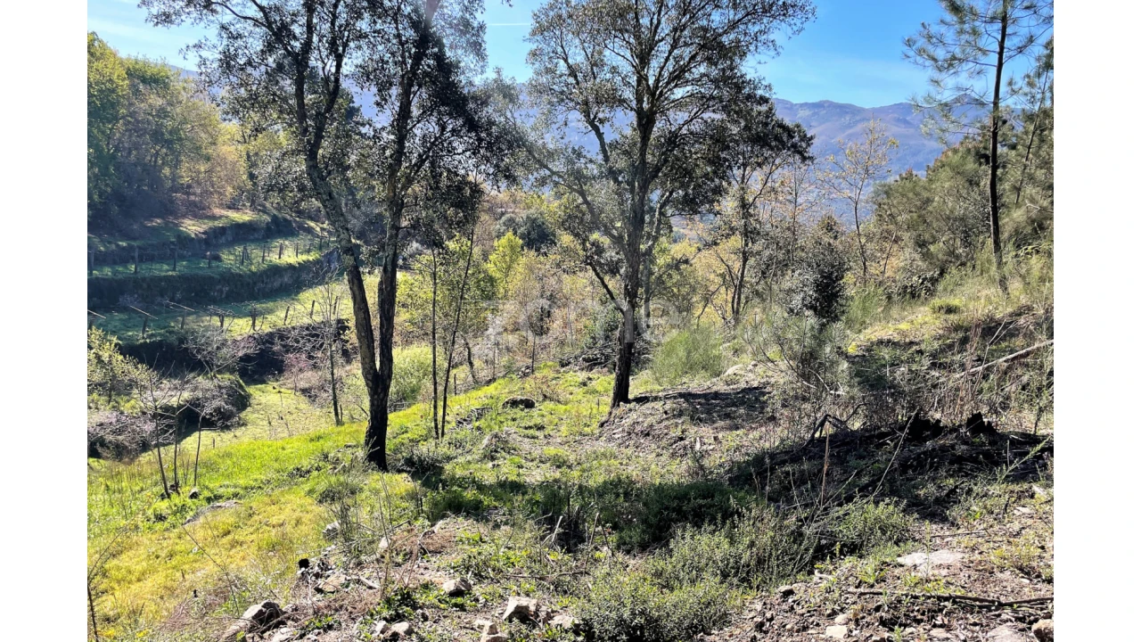 Terreno para Venda em São Jorge e Ermelo Foto 6