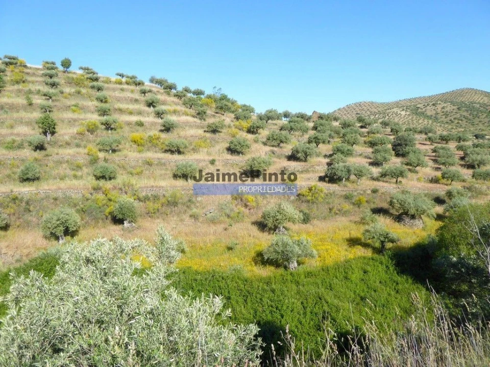 Terreno Agricola ou Rústico para Venda em Escalhão Foto 3