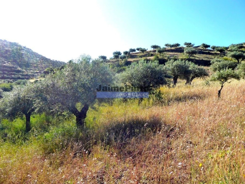 Terreno Agricola ou Rústico para Venda em Escalhão Foto 1