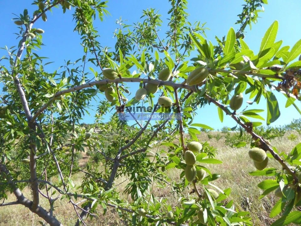 Terreno Agricola ou Rústico para Venda em Escalhão Foto 9