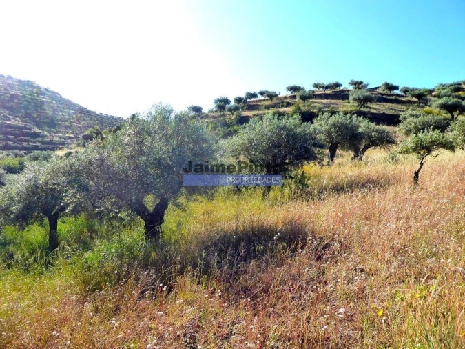 Terreno Agricola ou Rústico para Venda em Escalhão Foto 1