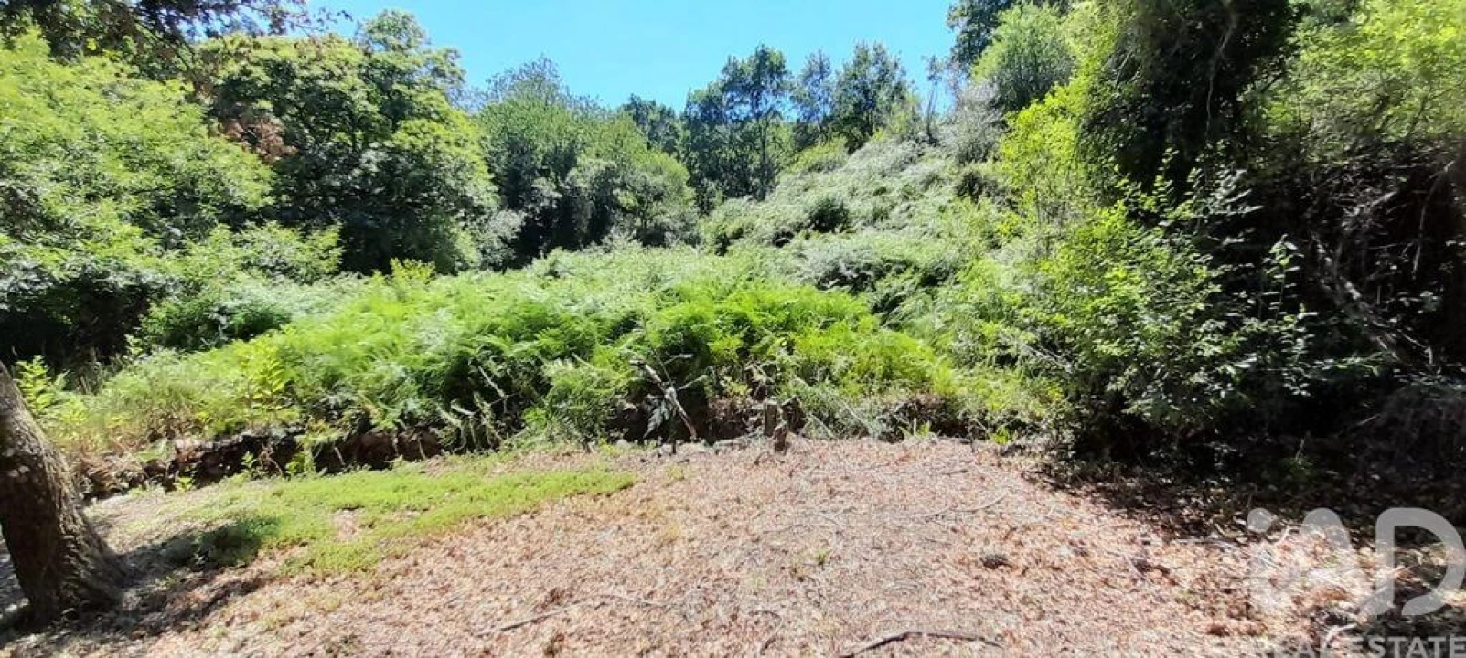 Terreno para Venda em Pedrogão Grande Foto 9
