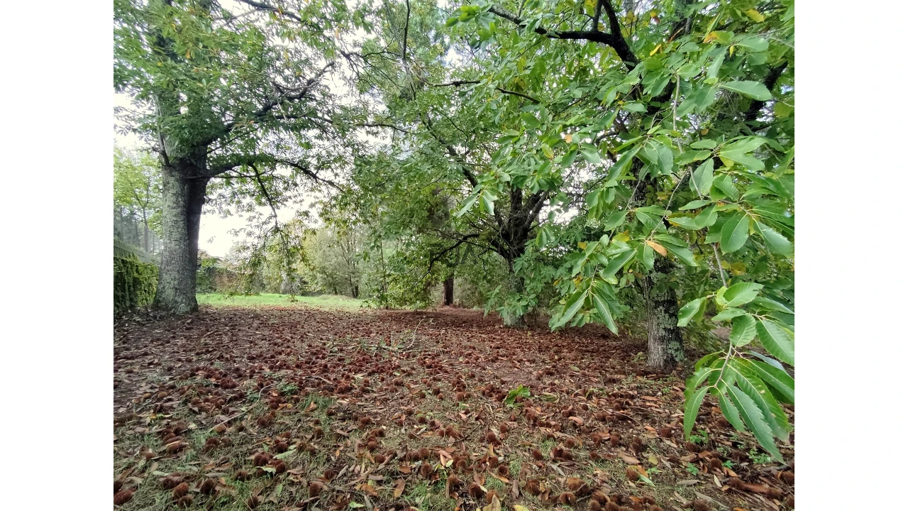 Quinta T0 para Venda em Castelo de Penalva Foto 9