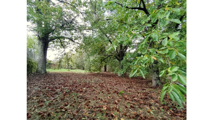 Quinta T0 para Venda em Castelo de Penalva Foto 9