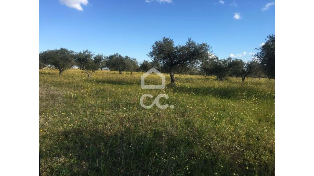 Terreno para Venda em Amareleja Foto 3