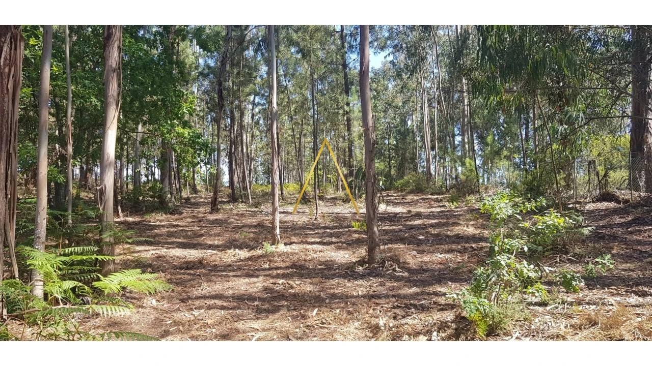 Terreno para Venda em São Cipriano e Vil de Souto Foto 3