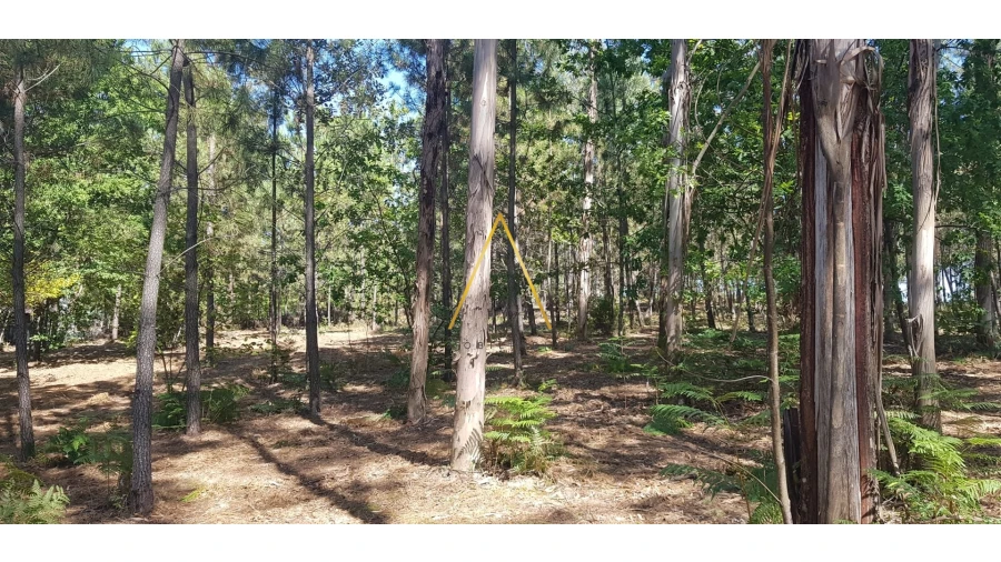 Terreno para Venda em São Cipriano e Vil de Souto Foto 2