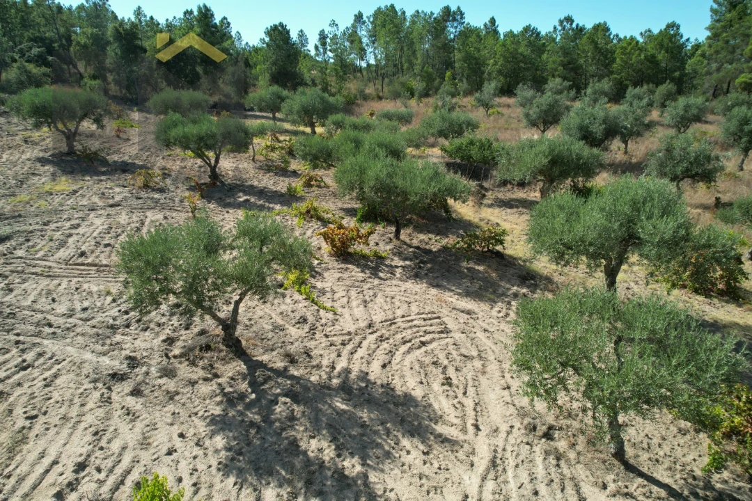 Terreno Agricola ou Rústico para Venda em Salgueiro do Campo Foto 15
