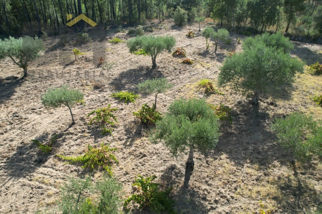 Terreno Agricola ou Rústico para Venda em Salgueiro do Campo Foto 10
