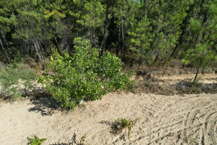 Terreno Agricola ou Rústico para Venda em Salgueiro do Campo Foto 13
