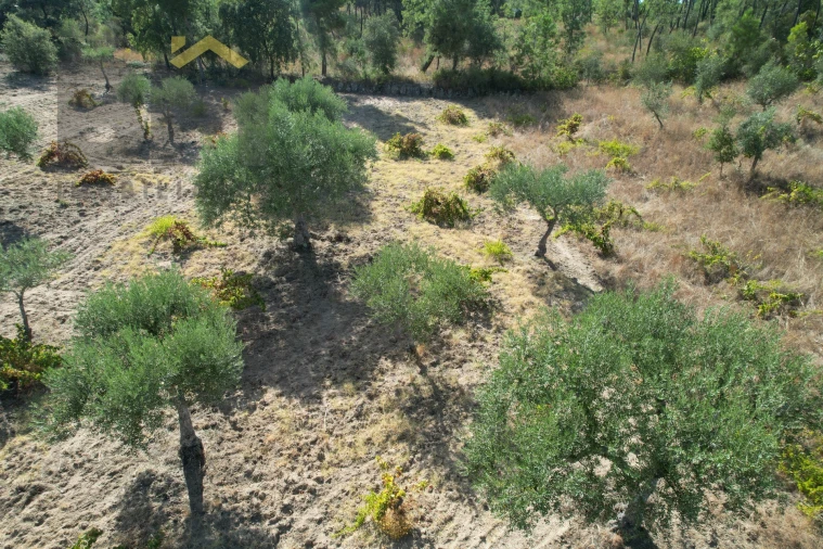 Terreno Agricola ou Rústico para Venda em Salgueiro do Campo Foto 9