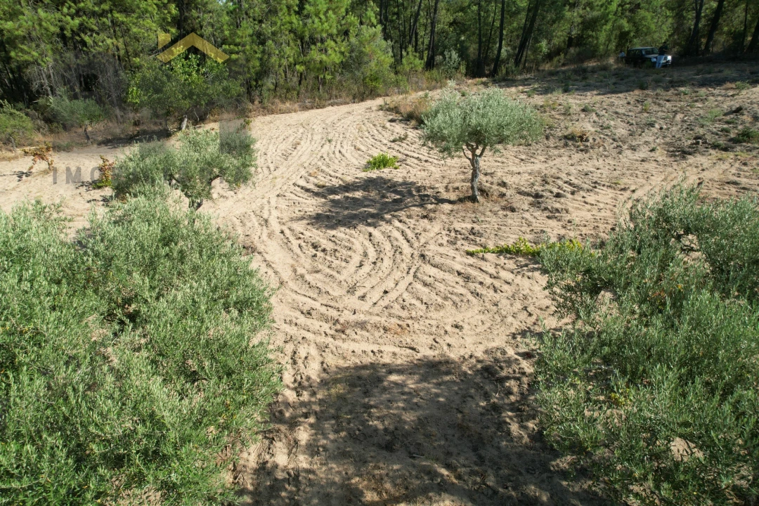 Terreno Agricola ou Rústico para Venda em Salgueiro do Campo Foto 12
