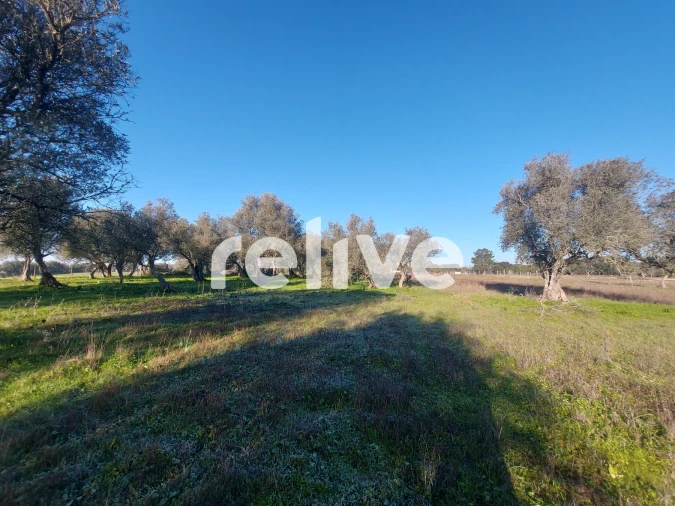Terreno para Venda em Santa Maria do Castelo e Santiago e Santa Susana Foto 8