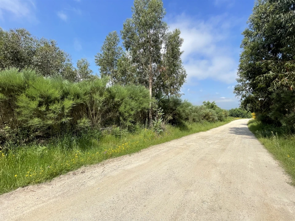 Terreno para Venda em Pinhanços Foto 10