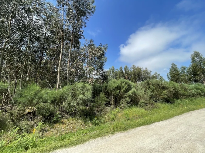 Terreno para Venda em Pinhanços Foto 5