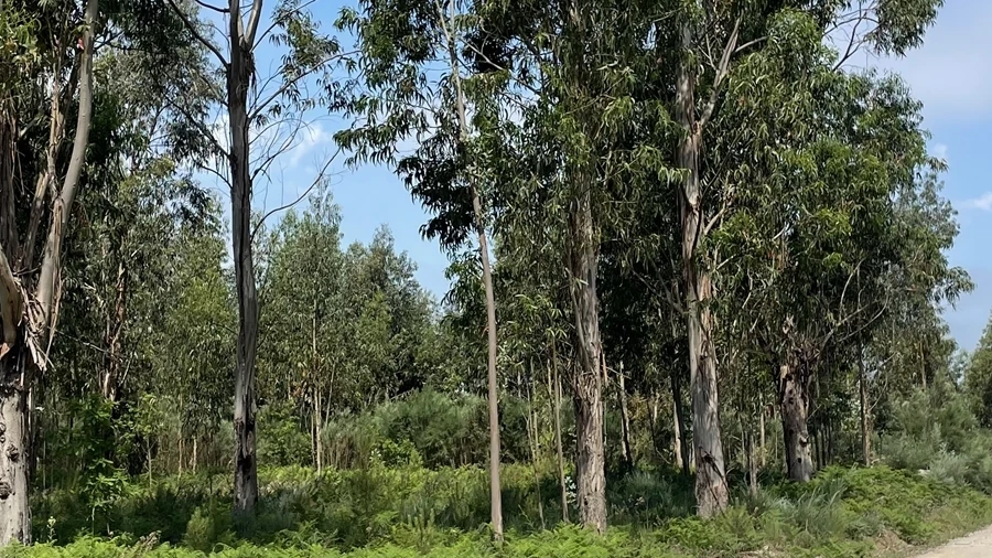Terreno para Venda em Pinhanços
