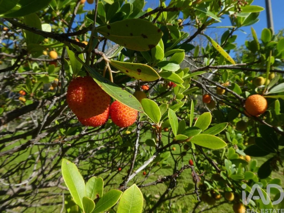 Moradia T1 para Venda em Luz de Tavira e Santo Estêvão Foto 17