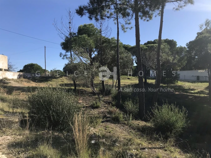 Terreno para Venda em Almancil Foto 3
